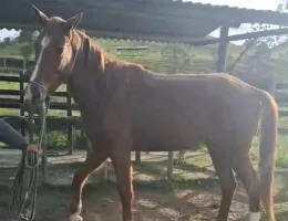 Cantara BH