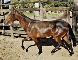 Hannah NSC - Potra Mangalarga Marchador Registrada