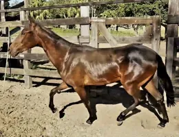 Hannah NSC - Potra Mangalarga Marchador Registrada