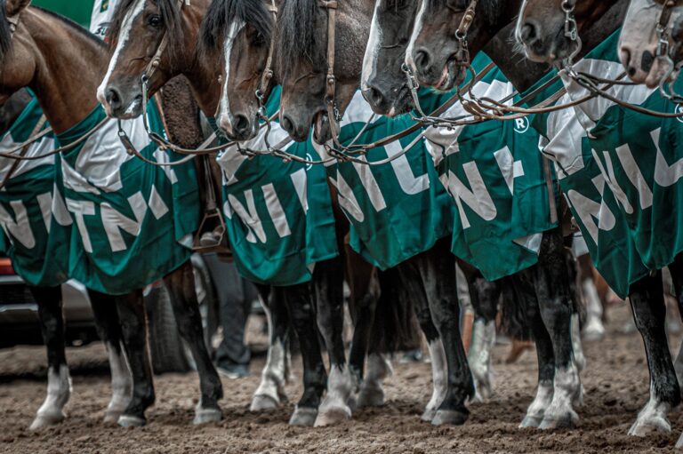 Expointer 2026 destaca Cavalo Crioulo em competições e votação popular com mais de 2 mil votos