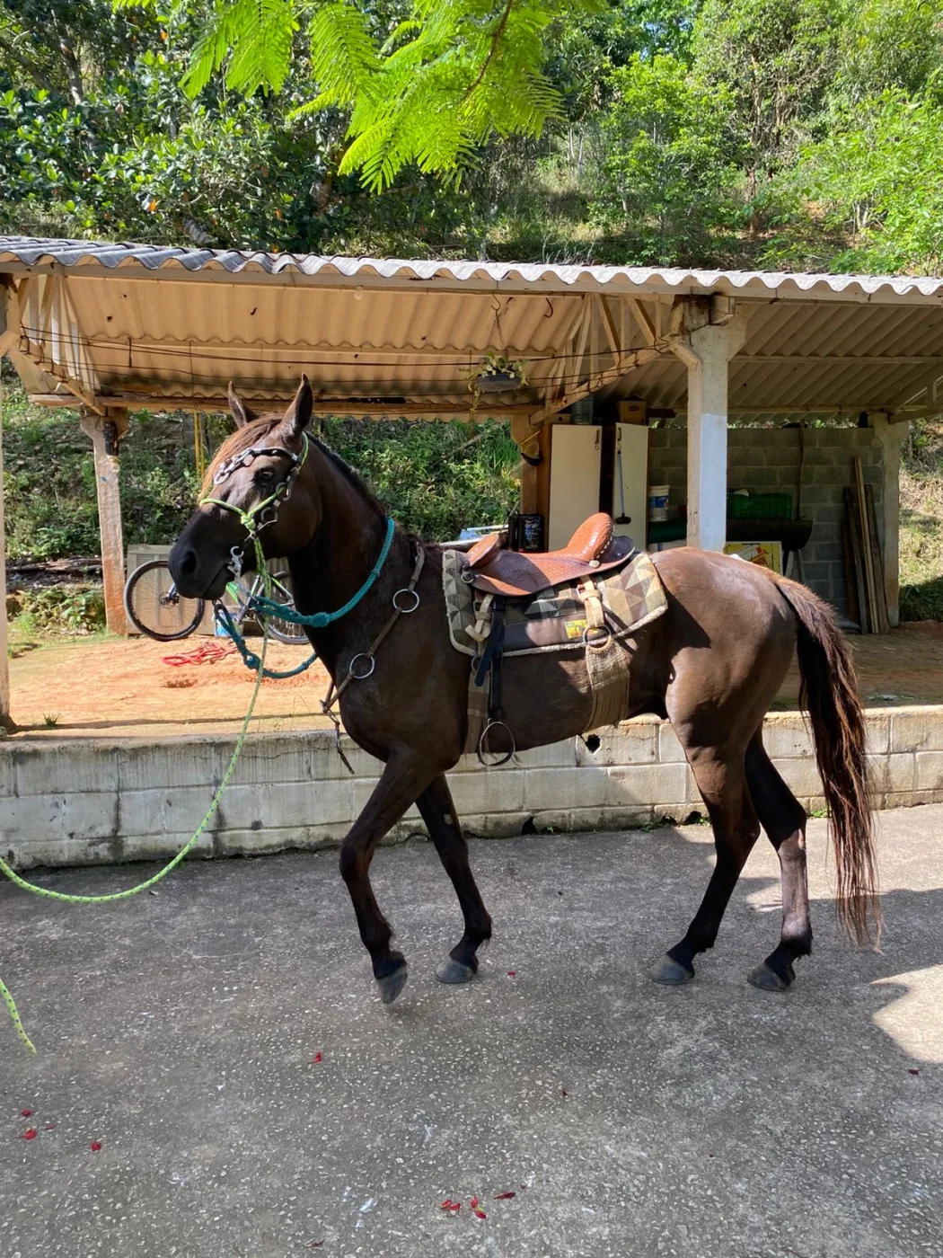 Mangalarga Marchador à venda