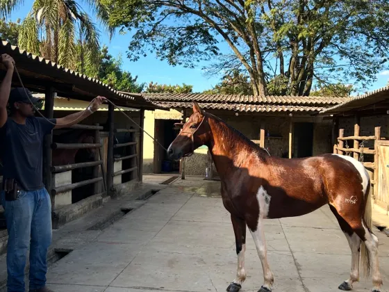 Imperatriz Atena da Alvorada