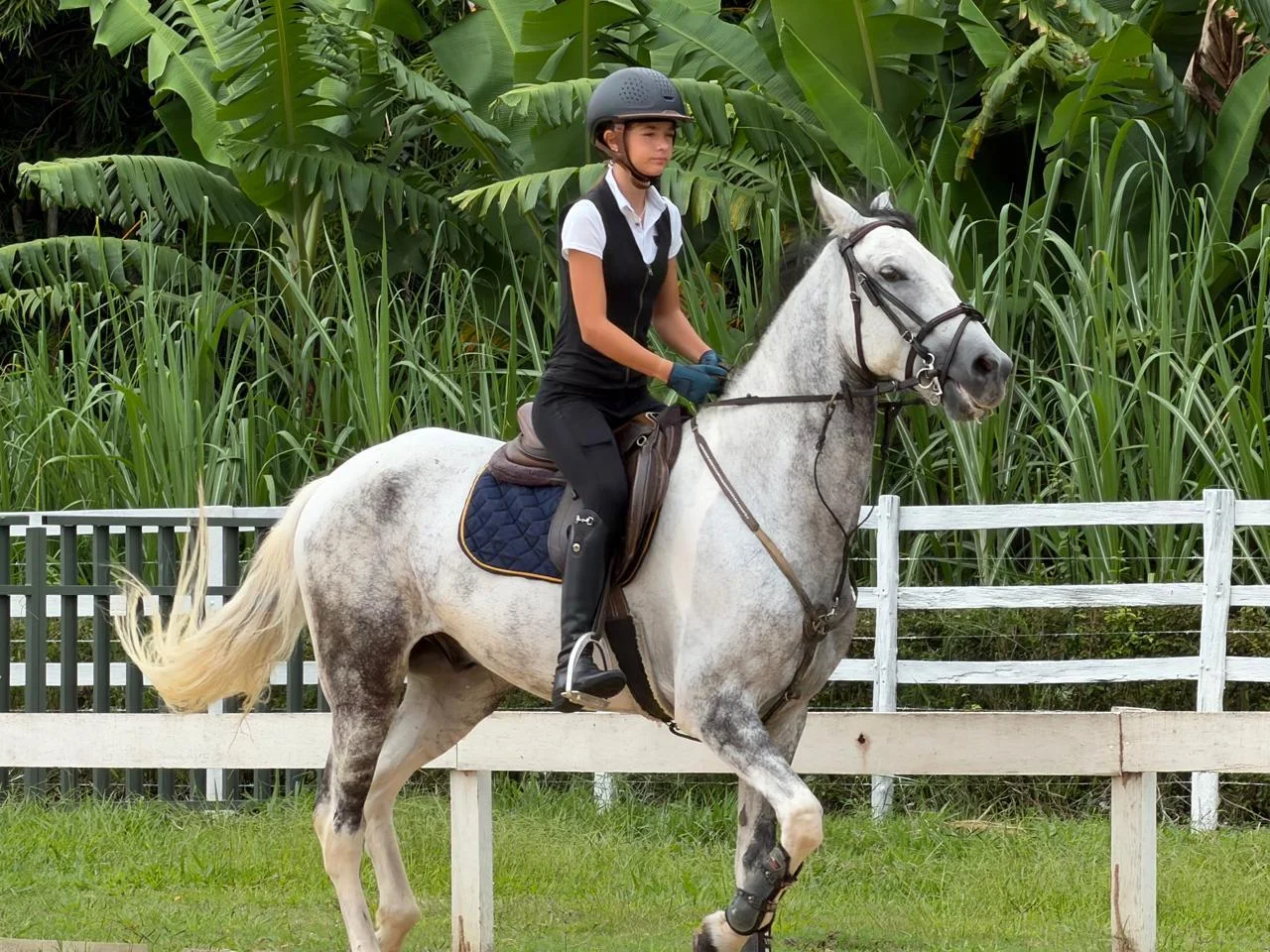 MANGALARGA MARCHADOR