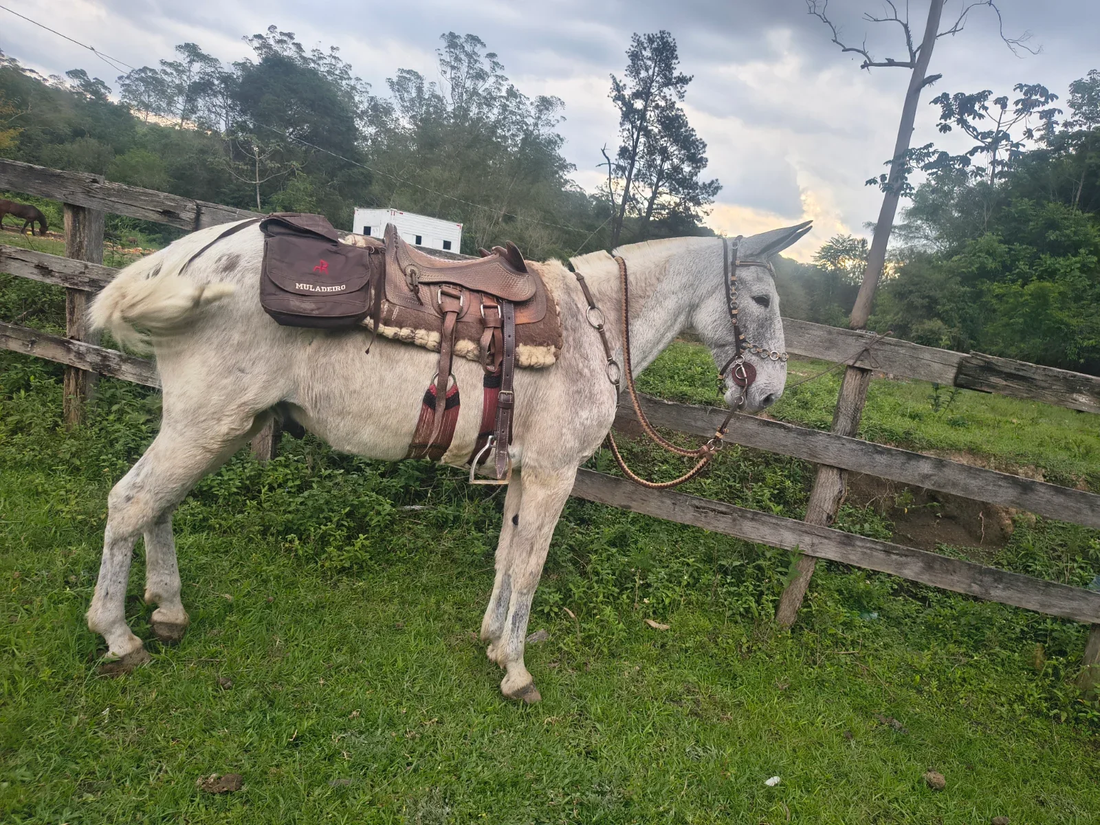 Polvilho do Zantun