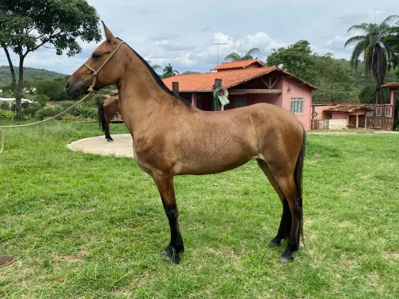 Mafiosa R. Moreira Imóveis - MN