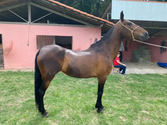 TENTAÇÃO R. MOREIRA IMÓVEIS - TE
