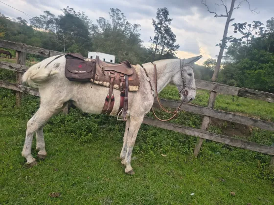 Polvilho do Zantun
